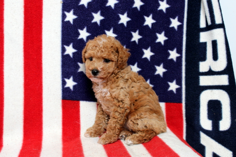 puppy, for, sale, Toy Poodle, Matthew B. Stoltzfus, dog, breeder, Gap, PA, dog-breeder, puppy-for-sale, forsale, nearby, find, puppyfind, locator, puppylocator, aca